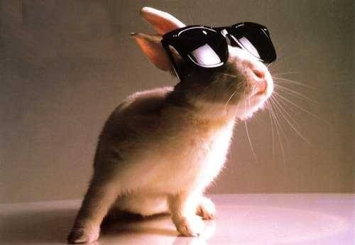 bunny-wearing-sunglasses