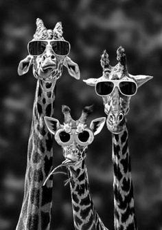 giraffe-sunglasses