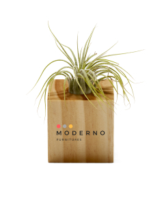 Branded Air Plant in Wooden Cube with Full Color Imprint
