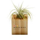 Air Plant in Wooden Cube with Full Color Imprint