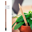 Branded Sprout Pencil